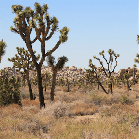 Take a hike in Joshua Tree National Park a twenty-minute drive away