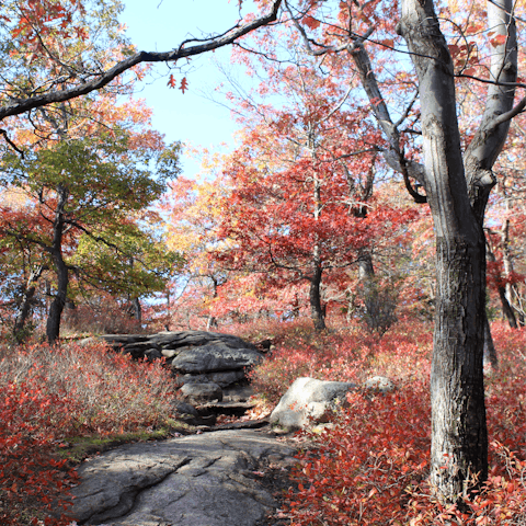 Explore the rugged mountains and forests of Bear Mountain State Park, which is a fifteen-minute drive away