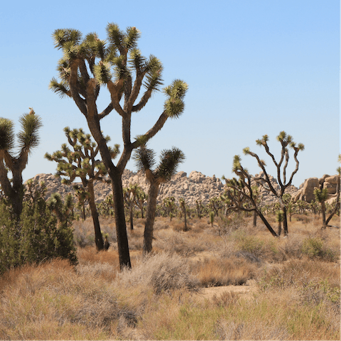 Explore hiking trails and Coachella Valley Preserve