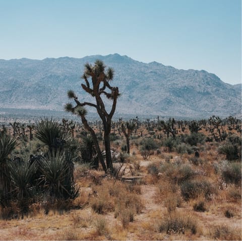 Hop in the car and reach the entrance to Joshua Tree National Park in ten minutes