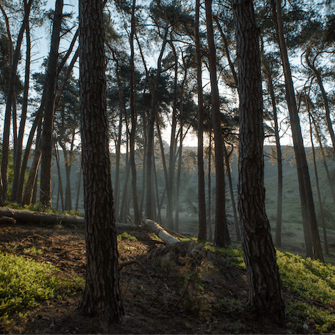 Enjoy a hike through the woods of Loonse en Drunense Duinen National Park, a five-minute drive away