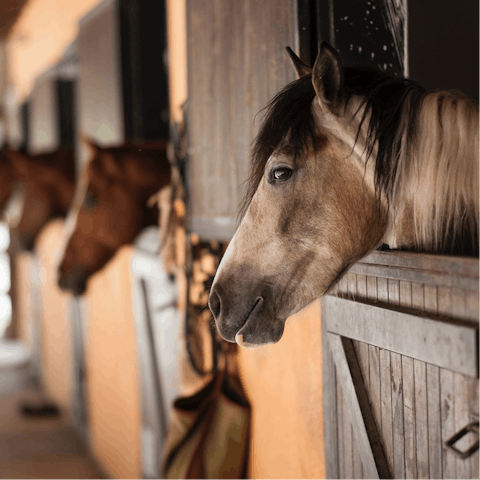 Arrange for a horseback ride through the village or a private tour led by the owner, Ayhan