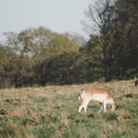 Watch deer roam around Richmond Park, a fifteen-minute walk away