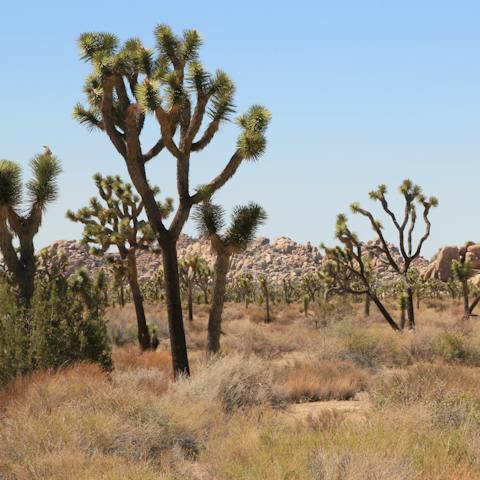 Drive to Joshua Tree Visitor Center in four minutes