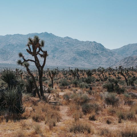 Take the twenty-minute drive to the Joshua Tree National Park for hikes through the wilderness
