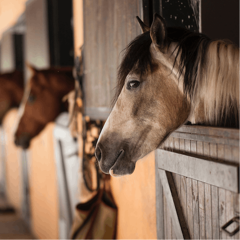 Try riding lessons at the local stables