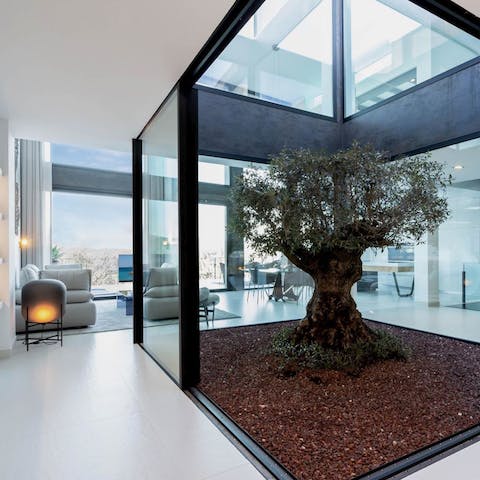 Do a morning meditation by the serene indoor tree