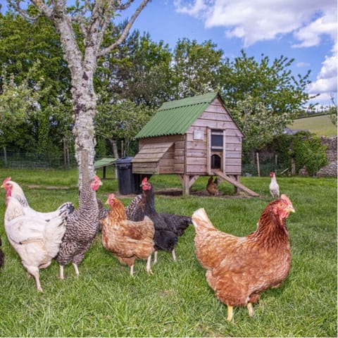Visit the chickens and collect some freshly laid eggs
