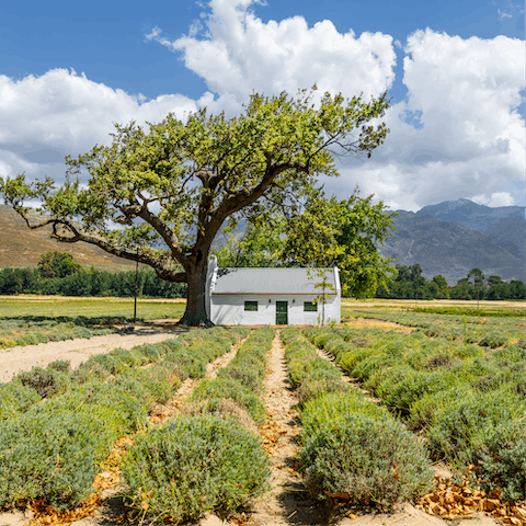 Discover some of the best wineries in South Africa in Franschhoek