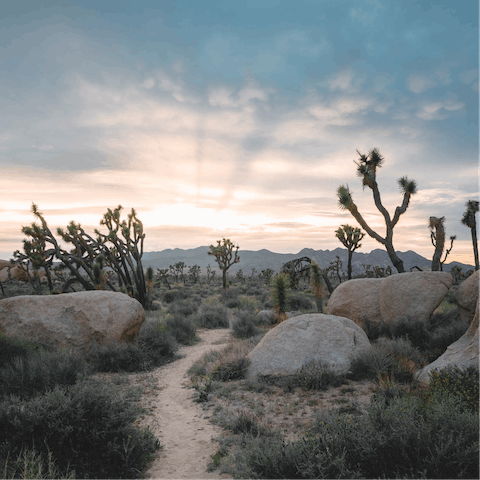 Venture deep into Joshua Tree National Park – just an eight-minute drive away