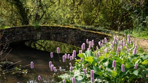 Midsummer's Dream image 3