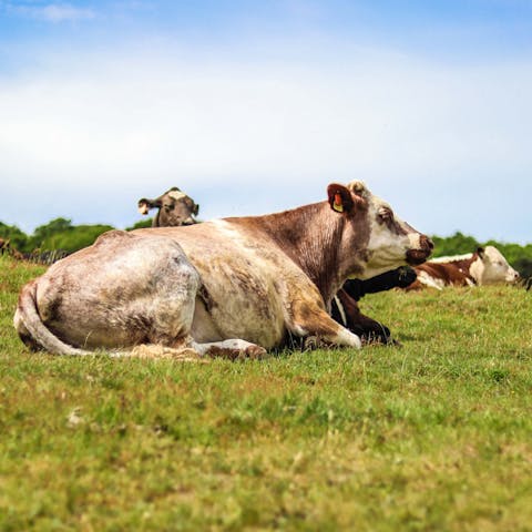 Explore your local countryside around this quiet village of Hindringham