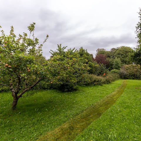 Pick apples in your orchard