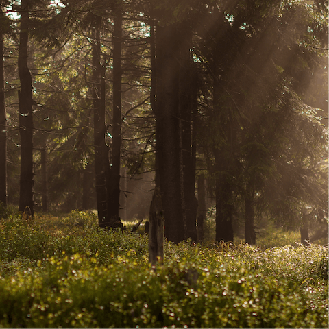 Discover the biking trails through Culbin Forest, a short drive away