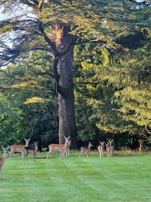 Deery Me image 12