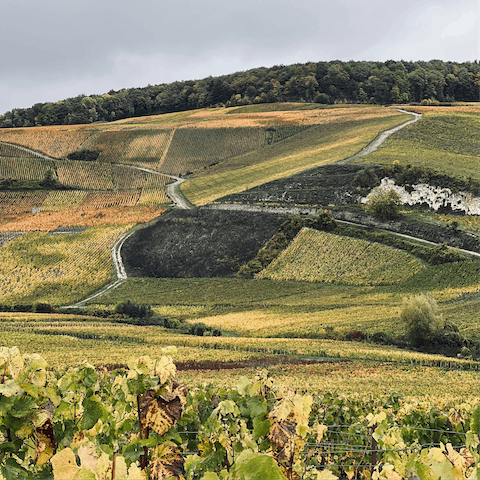 Discover the local Champagne vineyards, your host can arrange a tour for you