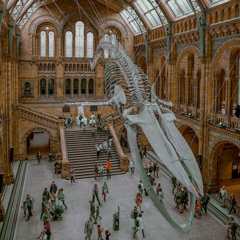 Check out the iconic blue whale skeleton in the Natural History Museum (a four-minute walk)