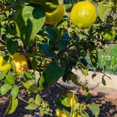 Pick fresh produce from the home's vegetable garden