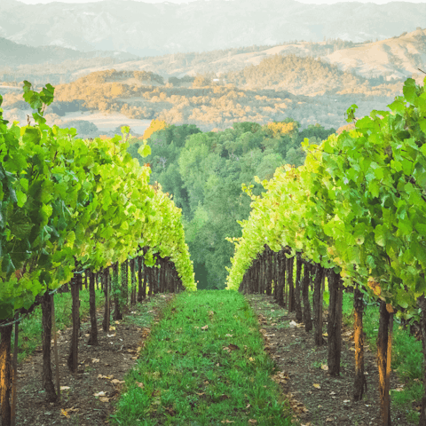Visit a local vineyard and enjoy some wine tasting