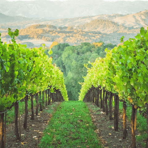 Visit a local vineyard and enjoy some wine tasting