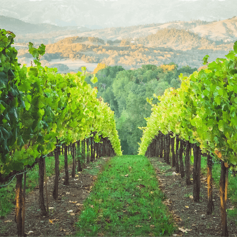 Enjoy your stay in Healdsburg, in the heart of Wine Country 