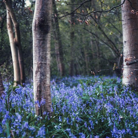 Take your pick from the Kent countryside or the coast for long walks