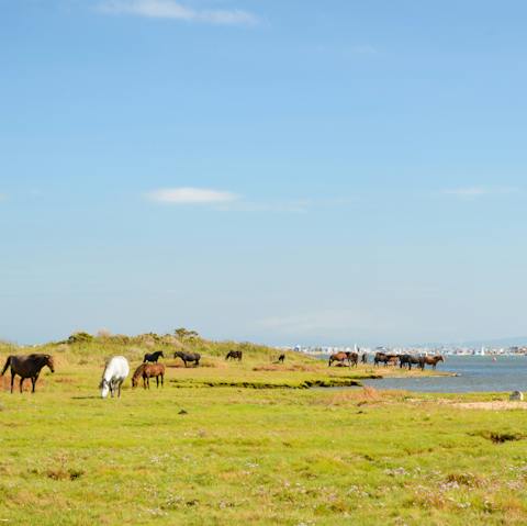 Explore the local beaches and nature reserve