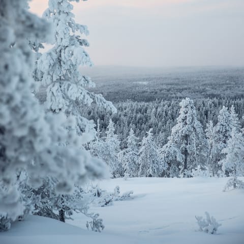 Enjoy the magical scenery of Lapland at any time of year