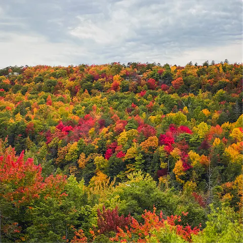 Explore this beautiful wooded area – there are plenty of hikes nearby