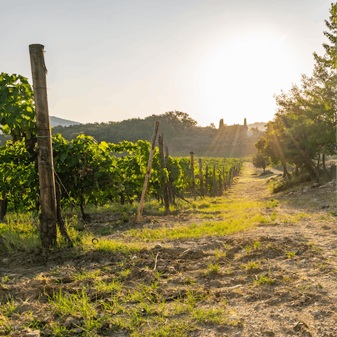 Explore Chianti's famous vineyards