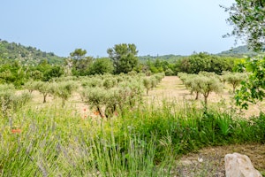 Auberive Garden image 7