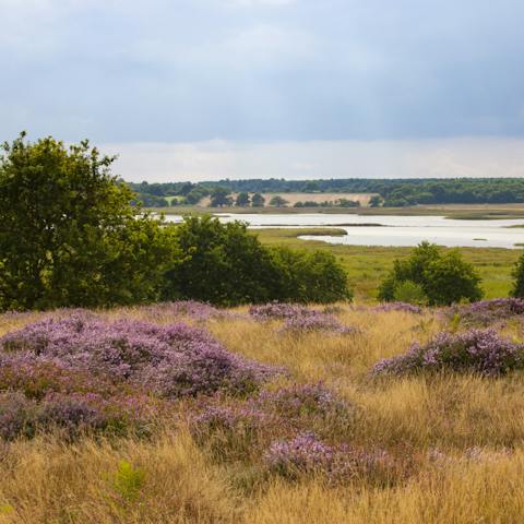 Hop in the car and reach the stunning Suffolk Heaths in just over half an hour