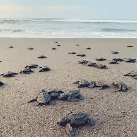 Head to the sandy shores of Akhziv Beach & go looking for sea turtles