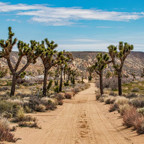 Go hiking in nearby Joshua Tree National Park, just a fifteen–minute drive away