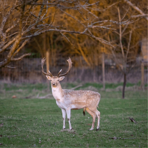 Explore the deer park and all of the surrounding nature