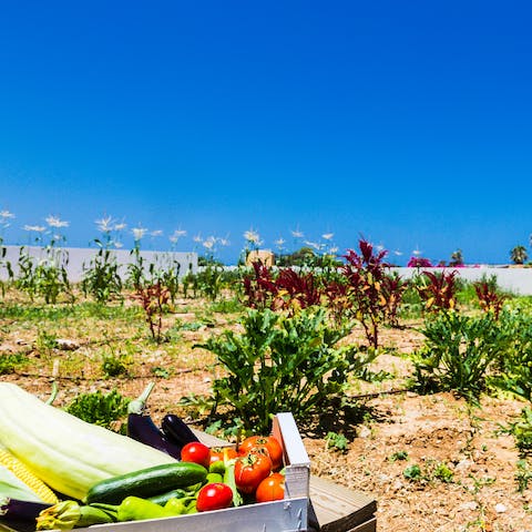 Pick organic vegetables from the host's allotment, with help of the gardener