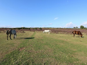 New Forest Delight image 11