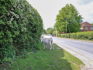 New Forest Delight image 8