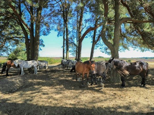 New Forest Delight image 7