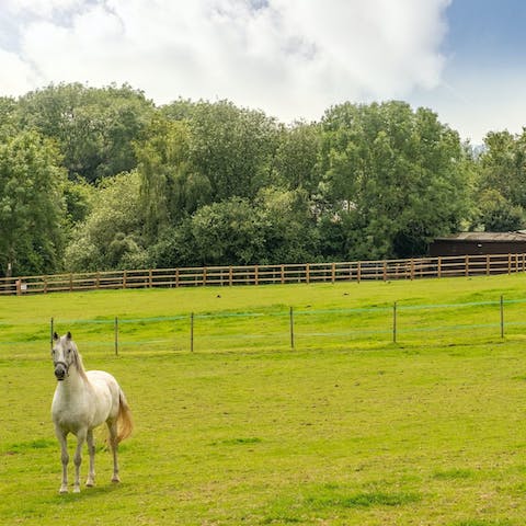 Enjoy views of the paddock, complete with horses