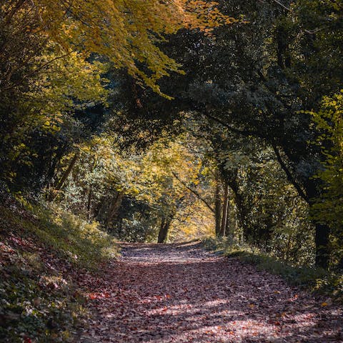 Take advantage of the Arundel countryside walks on your doorstep