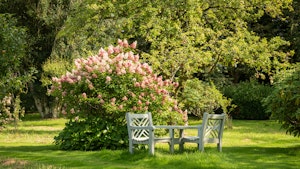 Sweet Green Grass image 5