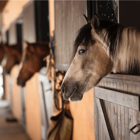 Ride a horse at the stables – a ten-minute drive from the villa
