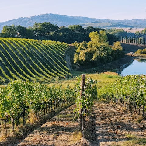 Stay in the Val d'Orcia, with a local vineyard for tasting and tours as your neighbour