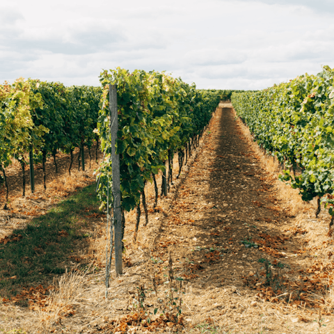 Try winetasting at Wellhayes Vineyard –⁠ just a half-hour drive away