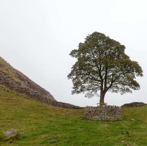 Grab your hiking boots and set out on walks in the Northumberland National Park – you're just a five-minute drive from Hadrian's Wall