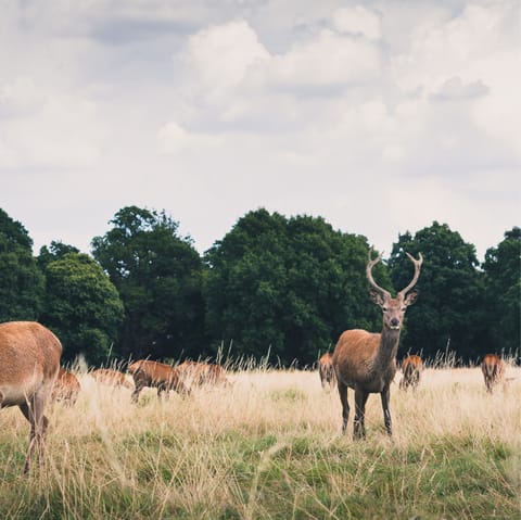 Take in the wildlife with a stroll around nearby Richmond Park