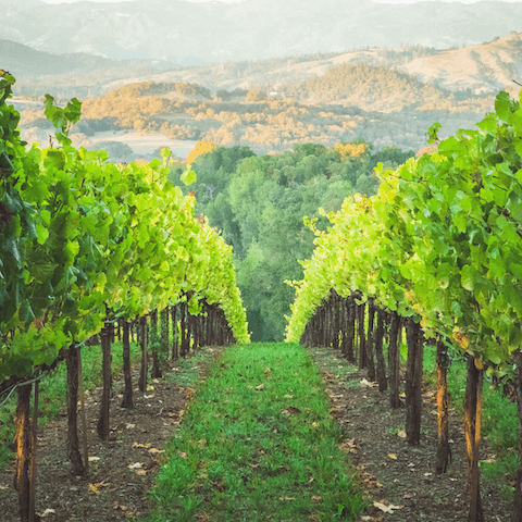 Take a tour of a local vineyard, followed with a wine tasting