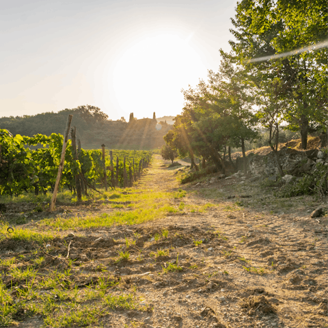 Explore the Chianti vineyards surrounding this home