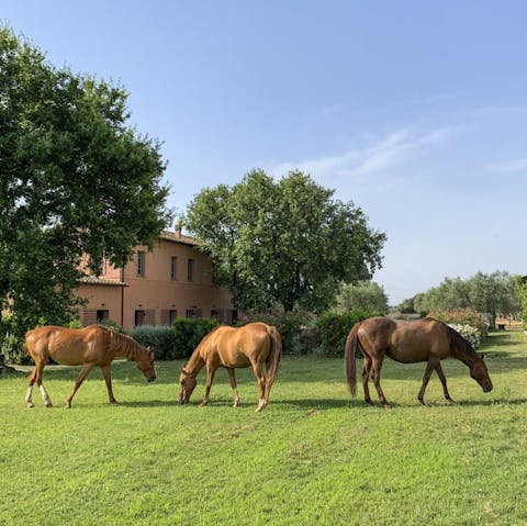 Admire the nine retired racehorses grazing on the grounds